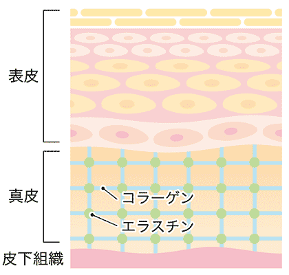 コラーゲンとは